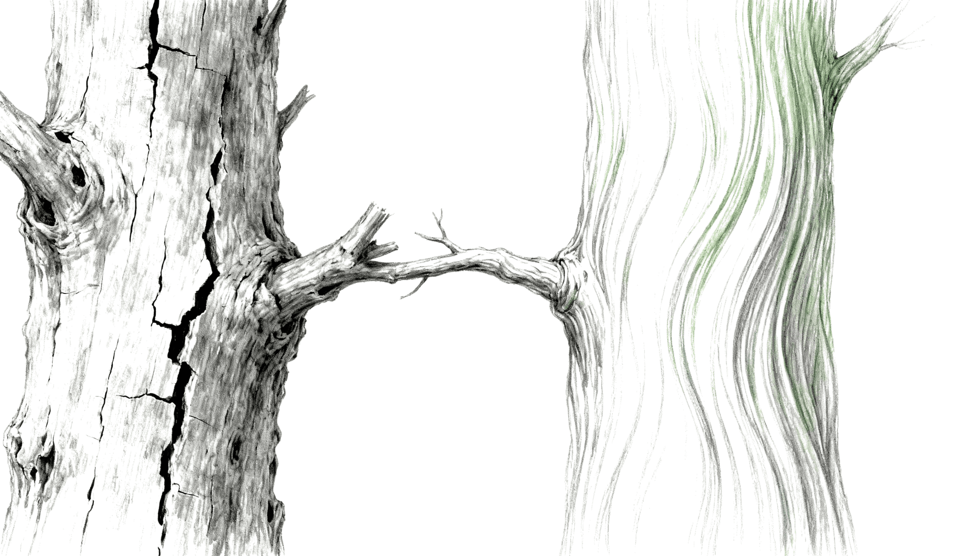 The Family Line That Sets You Free